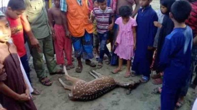 বাগেরহাটে কুকুরের আক্রমনে প্রাণ গেল হরিণের বাগেরহাটে কুকুরের আক্রমনে প্রাণ গেল হরিণের